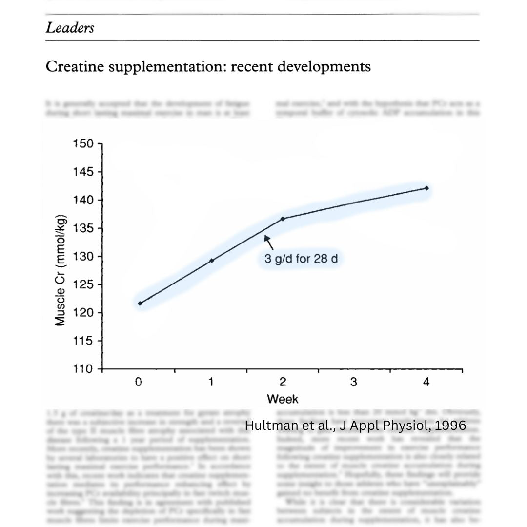 How Long Until Creatine Gummies Work? Timeline, Loading Phase & Real Results Explained